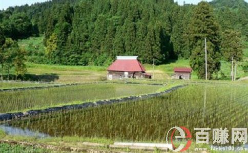 種植種什么賺錢?來種豆類!年入百萬!