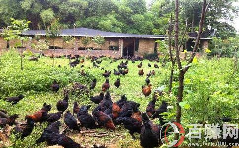 在農村怎么賺錢?看小伙子如何靠直播種地月入十萬